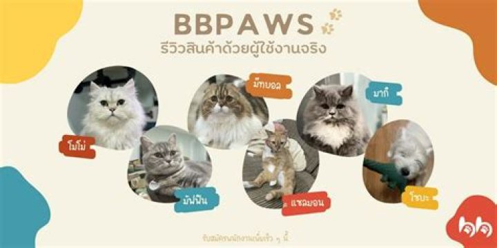 Bbpaws