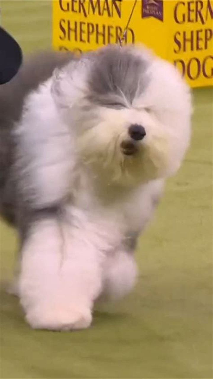 westminster-dog-show